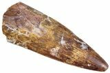 Triassic Fossil Phytosaur (Machaeroprosopus?) Tooth - Texas #315703-1